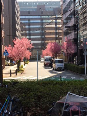 街中のさくら
