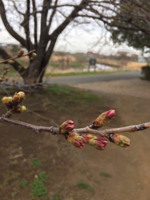 新横浜公園内の桜のつぼみ