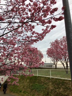 新横浜公園内の山桜