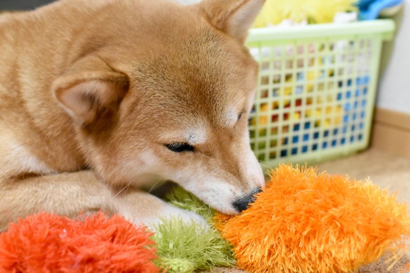 ペット用のおもちゃで遊んでいる柴犬
